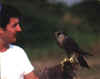 Ettore Peyrot impegnato in lezioni di volo ad un falco pellegrino